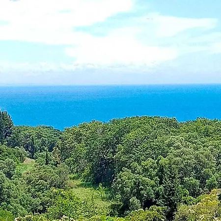 Amazona And Valsamata